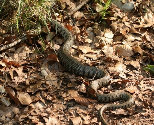 Rettile in predazione da identificare - Natrix natrix